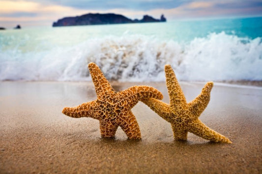 The Starfish Story That Can Save Humanity From Itself